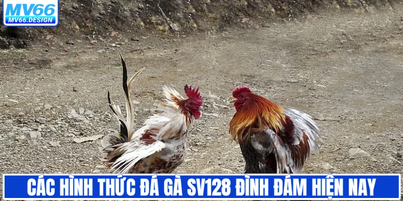 Các hình thức đá gà SV128 đình đám hiện nay