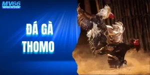 Đá Gà Thomo - Khám Phá Sàn Đấu Trực Tuyến Hấp Dẫn Tại MV66